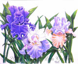 Three Irises Pen and Colored Pencil  Original Drawing - Laura Wilson Gallery 