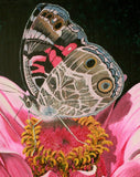 American Painted Lady and Zinnia Original Acrylic Painting on Canvas - Laura Wilson Gallery 