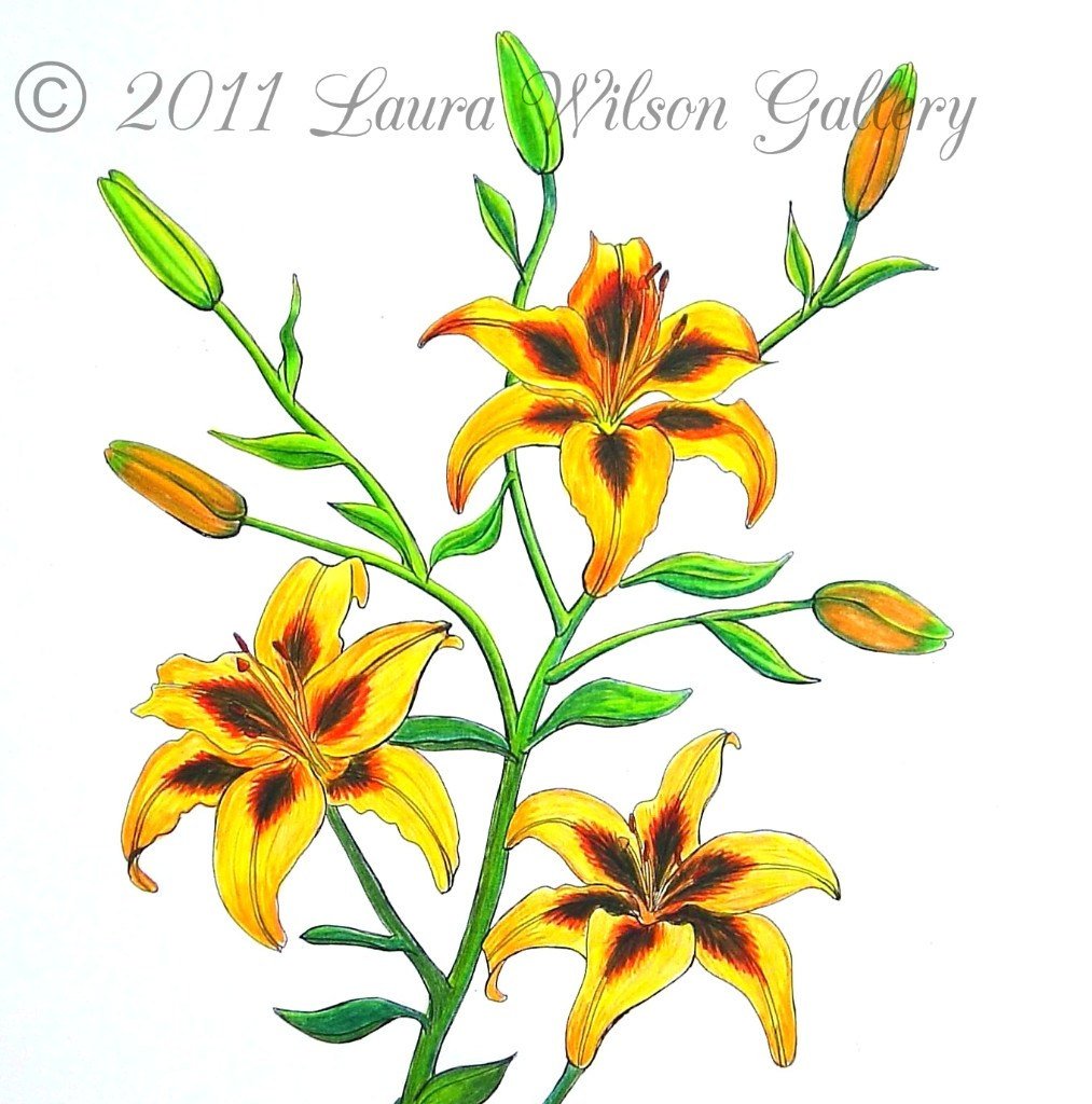 lily flower drawing colour Elegant Candy Cane Lily Drawing in Vivid Colored Pencil – LauraWilsonGallery