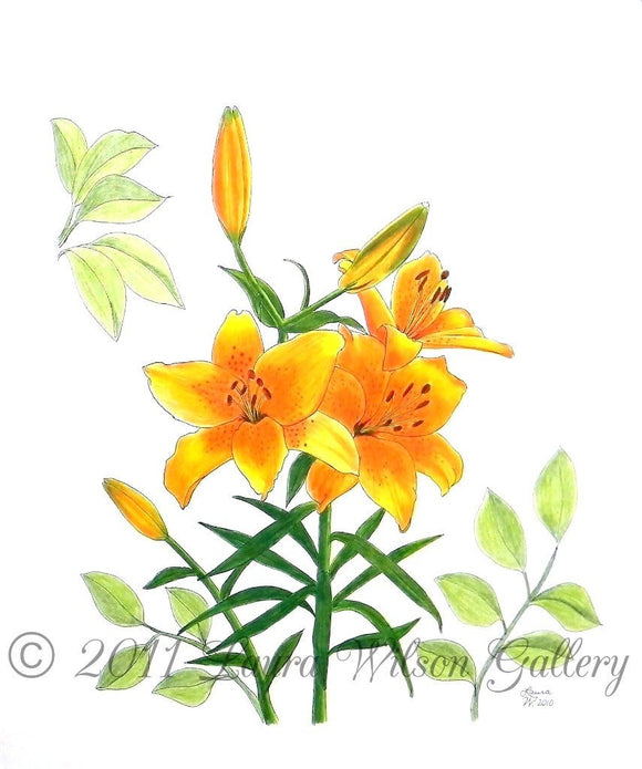 Asiatic  Lily Original Pen and Colored Pencil Drawing - Laura Wilson Gallery 