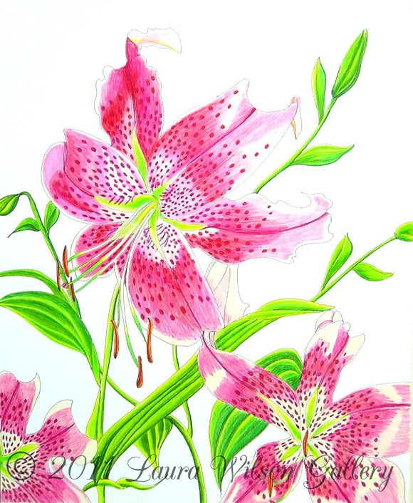 Stargazer Lily  Original Drawing in Pen and Colored Pencil - Laura Wilson Gallery 