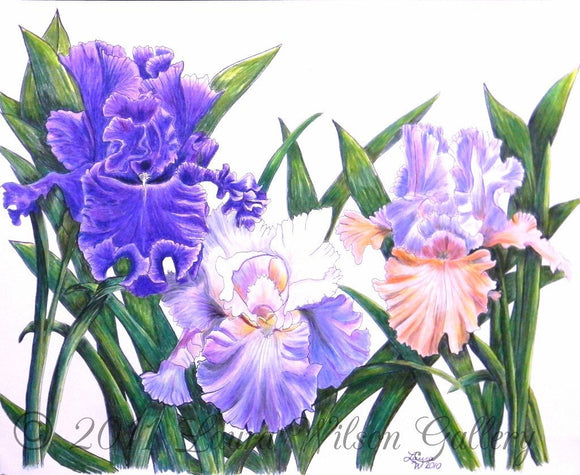 Three Irises Pen and Colored Pencil  Original Drawing - Laura Wilson Gallery 