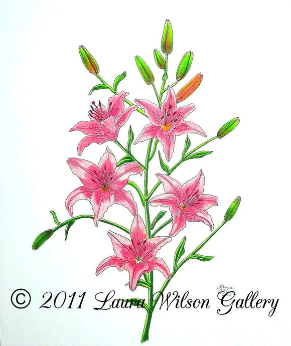 Pink Tiger Lily Original Pencil Drawing - Laura Wilson Gallery 