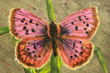 Original Acrylic Painting of a Purplish Copper Butterfly on New York Slate - Laura Wilson Gallery 