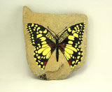 Original Painted Checkered Swallowtail Butterfly on Ohio River Rock - Laura Wilson Gallery 
