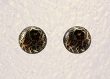 Black and Gold Button Magnetic Clip Non Pierced Earrings - Laura Wilson Gallery 