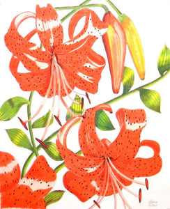 Orange Tiger Lily Original Drawing in Pen and Colored Pencil - Laura Wilson Gallery 