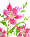Stargazer Lily  Original Drawing in Pen and Colored Pencil - Laura Wilson Gallery 